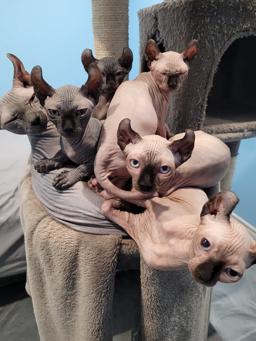 choosing several sphynx cats in ottawa home