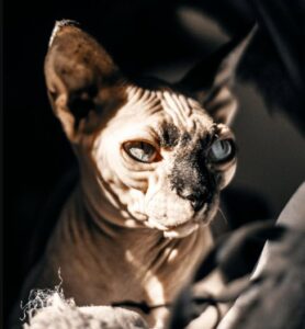 faq sphynx cat in ottawa shown in picture