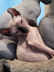 sphynx cat ottawa price
