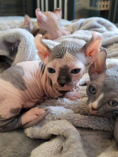 sphynx cats available in Ottawa