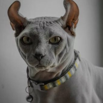 buying a sphynx cat in ottawa