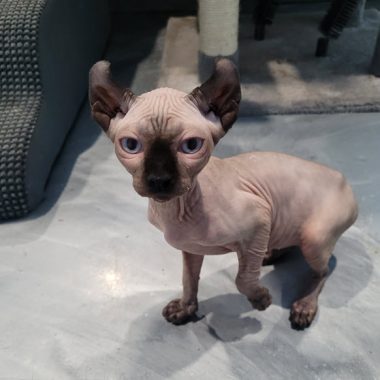 a sphynx cat for sale in ottawa shown
